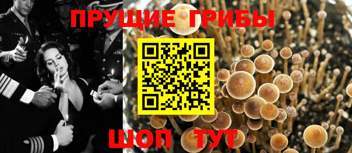 Лениногорск  Галлюциногенные грибы Psilocybe  Вход с VPN 